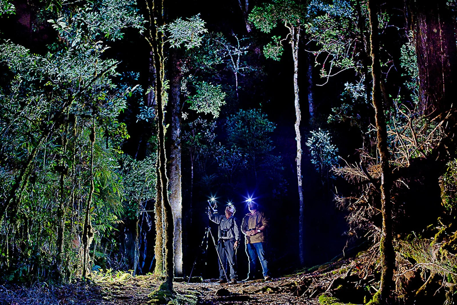 Recorrido nocturno por el bosque