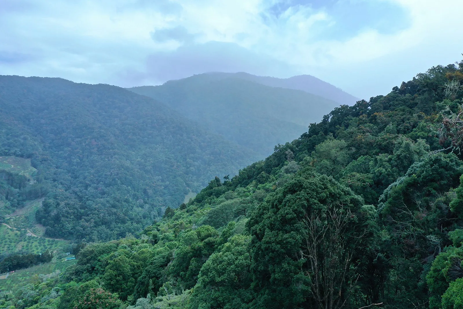Bosque nuboso desde lo alto