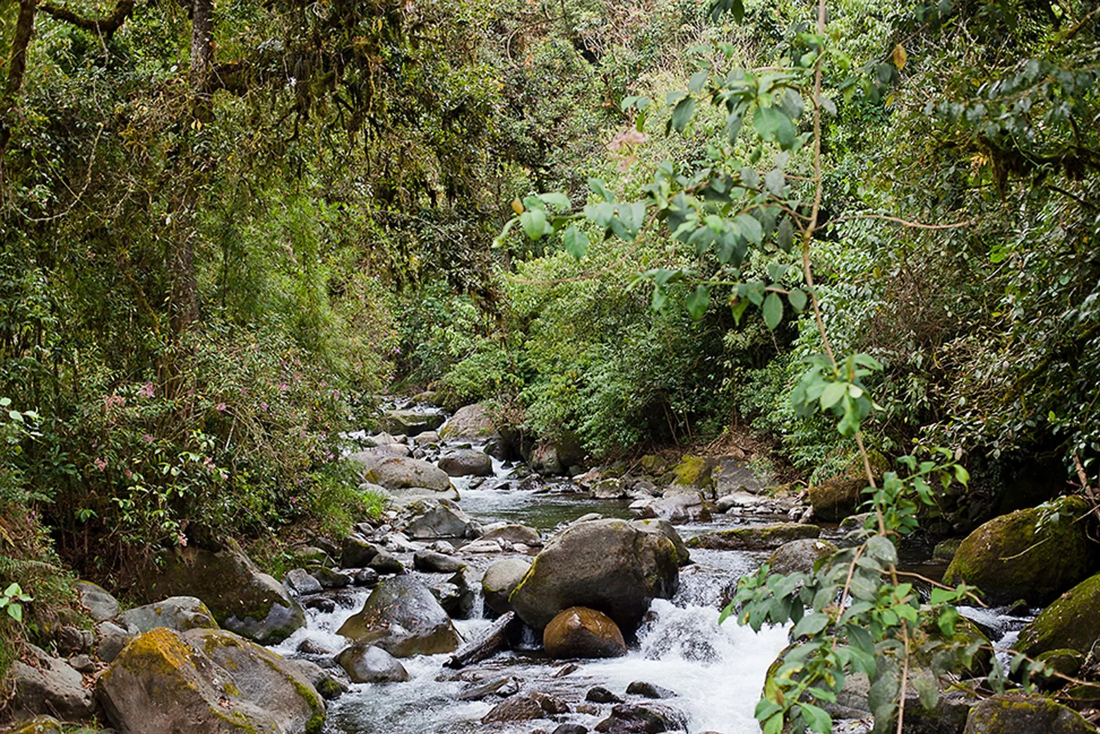 El río Savegre entre las piedras