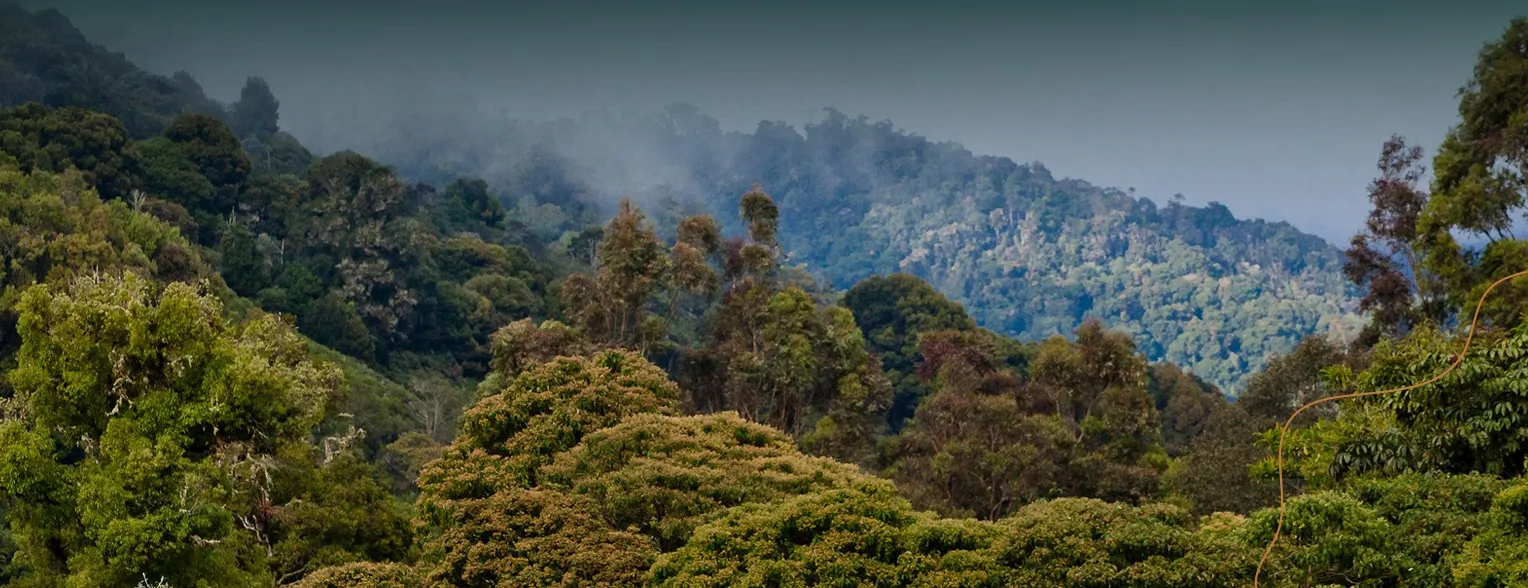 Bosque nuboso de San Gerardo de Dota