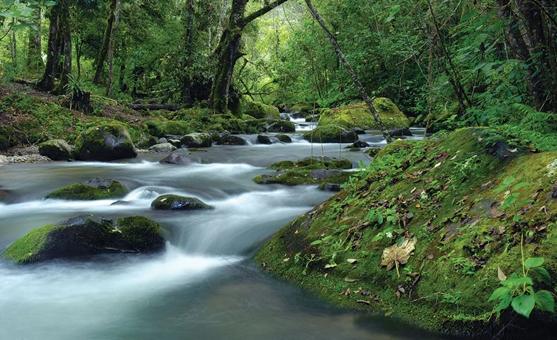 The Savegre river running through the cloud forest