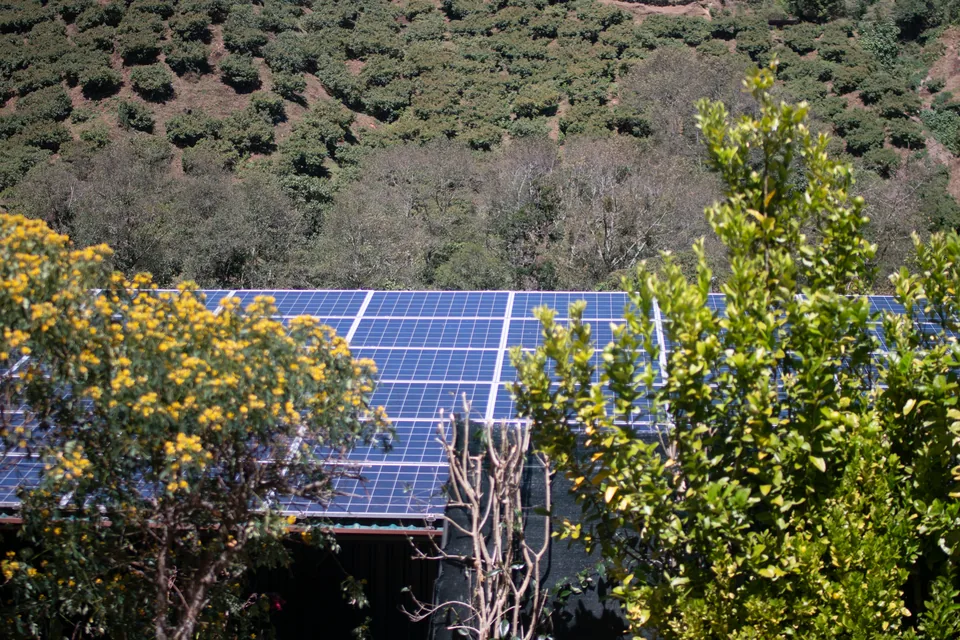 A roof covered in solar panels, seen through trees and shrubs with yellow flowers