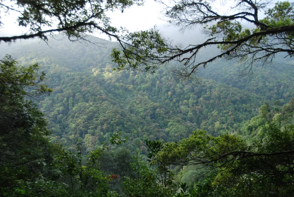 A cloud forest hillside covered in trees, framed by moss-covered branches in the foreground