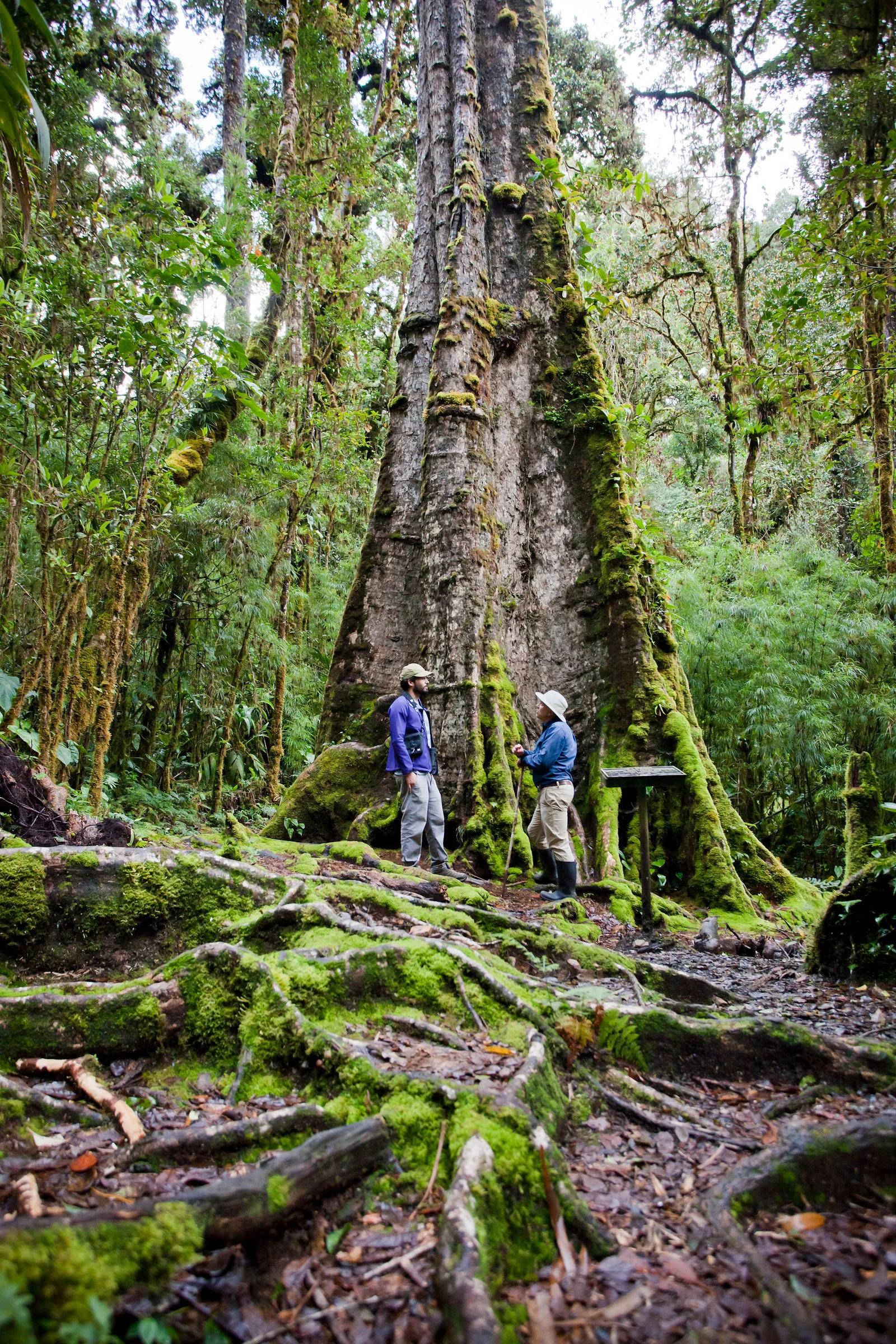A huge oak covered in moss and epiphytes, with a person at its base giving the scale of the trunk