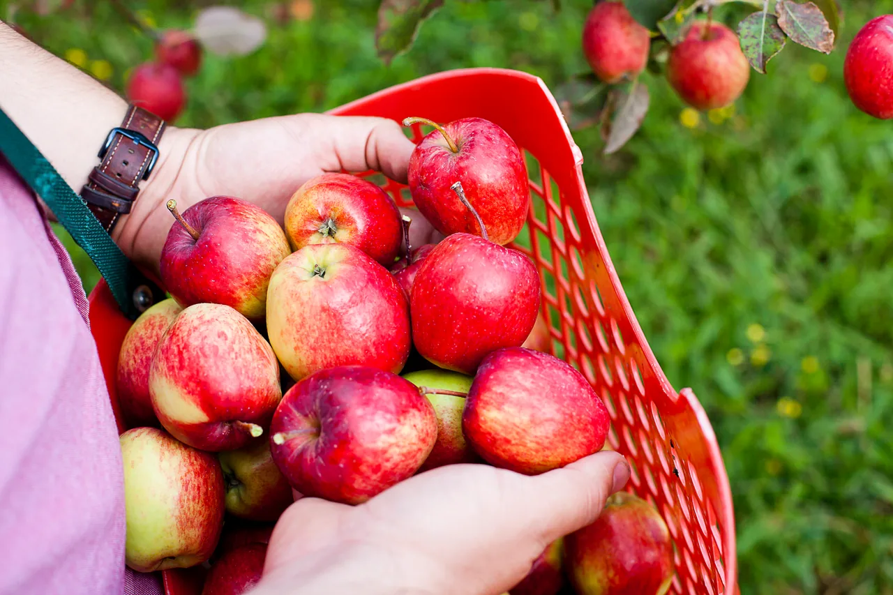 Two hands hold a red basket full of freshly picked apples.