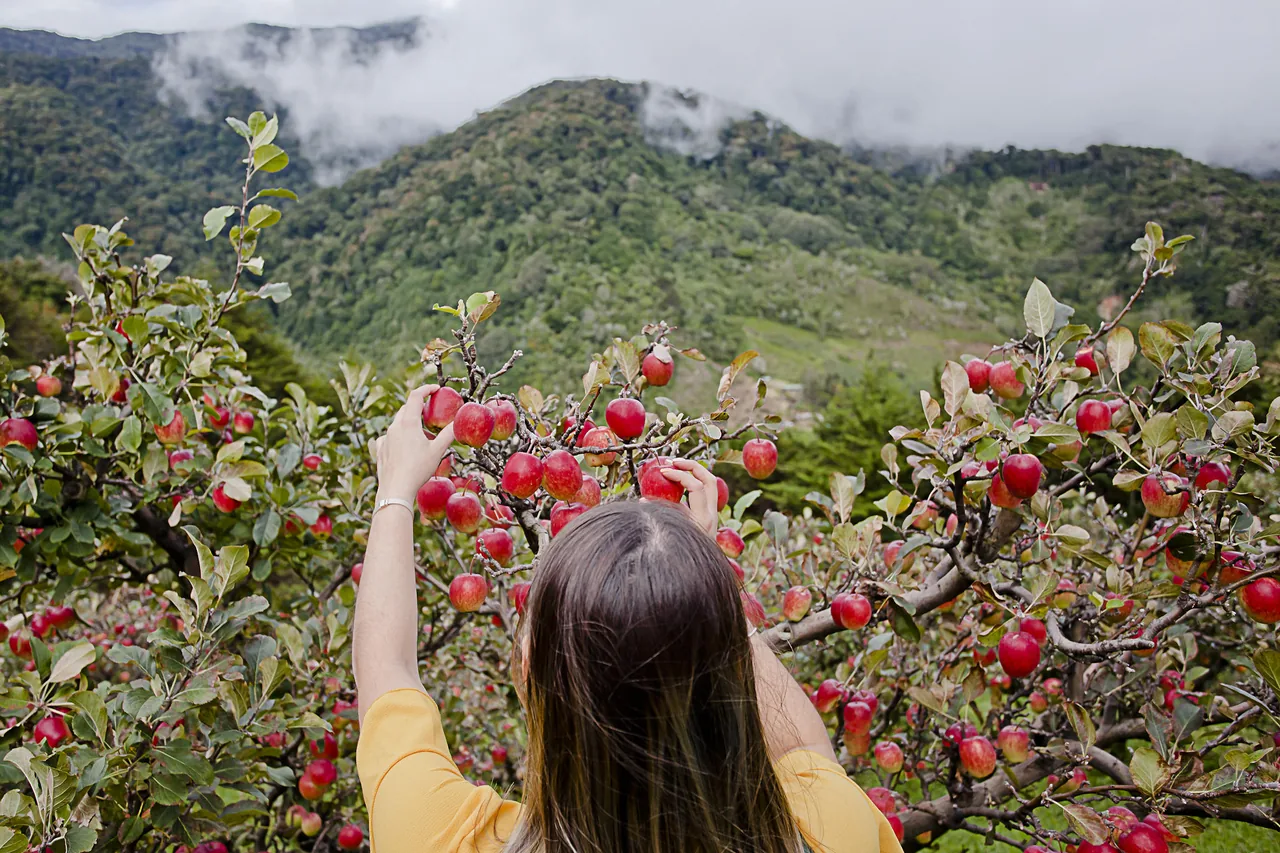 A woman reaches up into a laden apple tree, with the valley and low clouds behind.