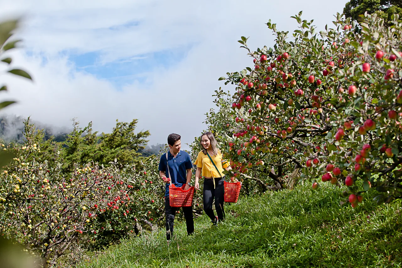 Two people walk between the rows of apple trees, each carrying a basket.