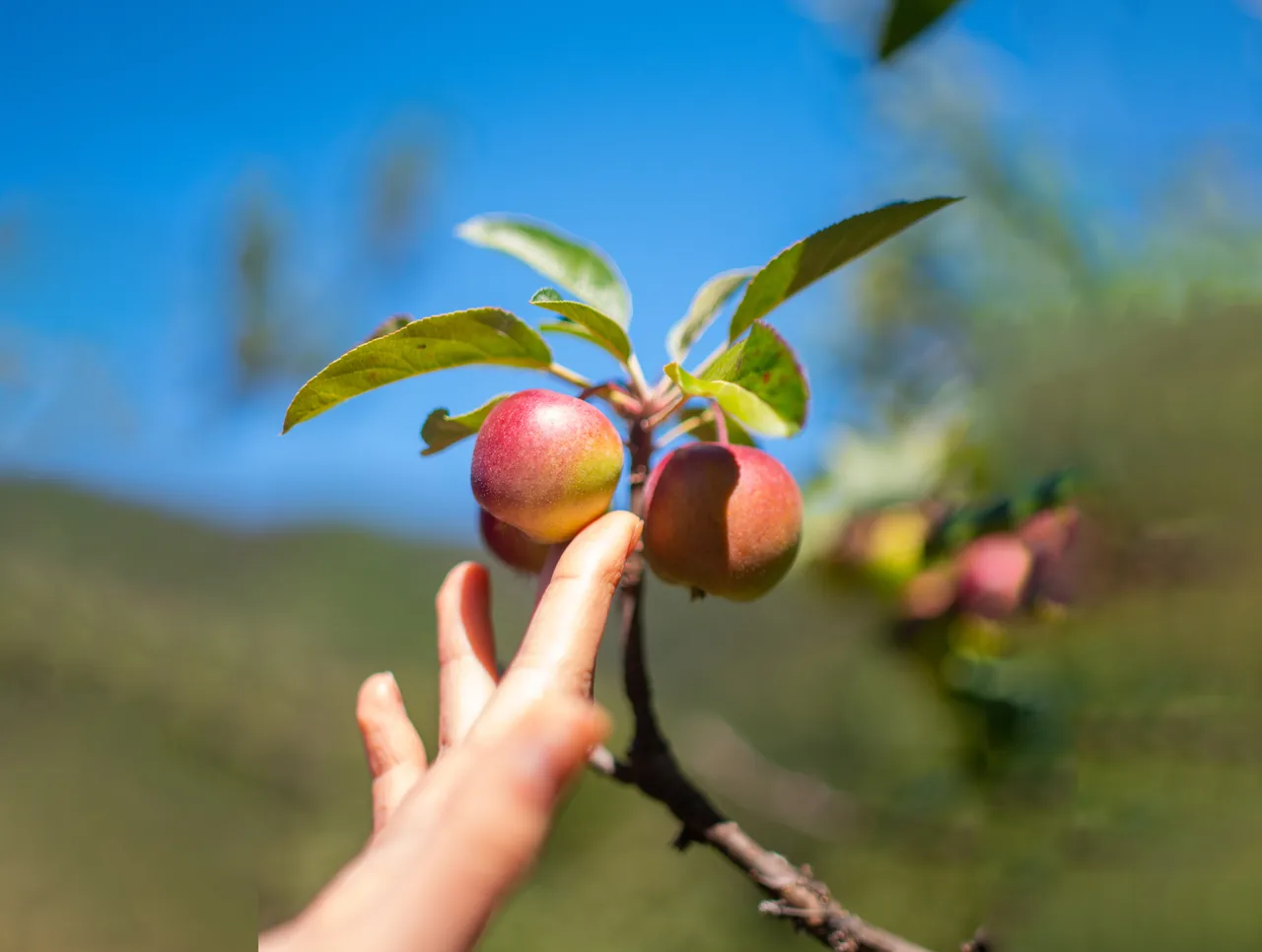 A hand picks two apples still on the branch, against a blue sky.