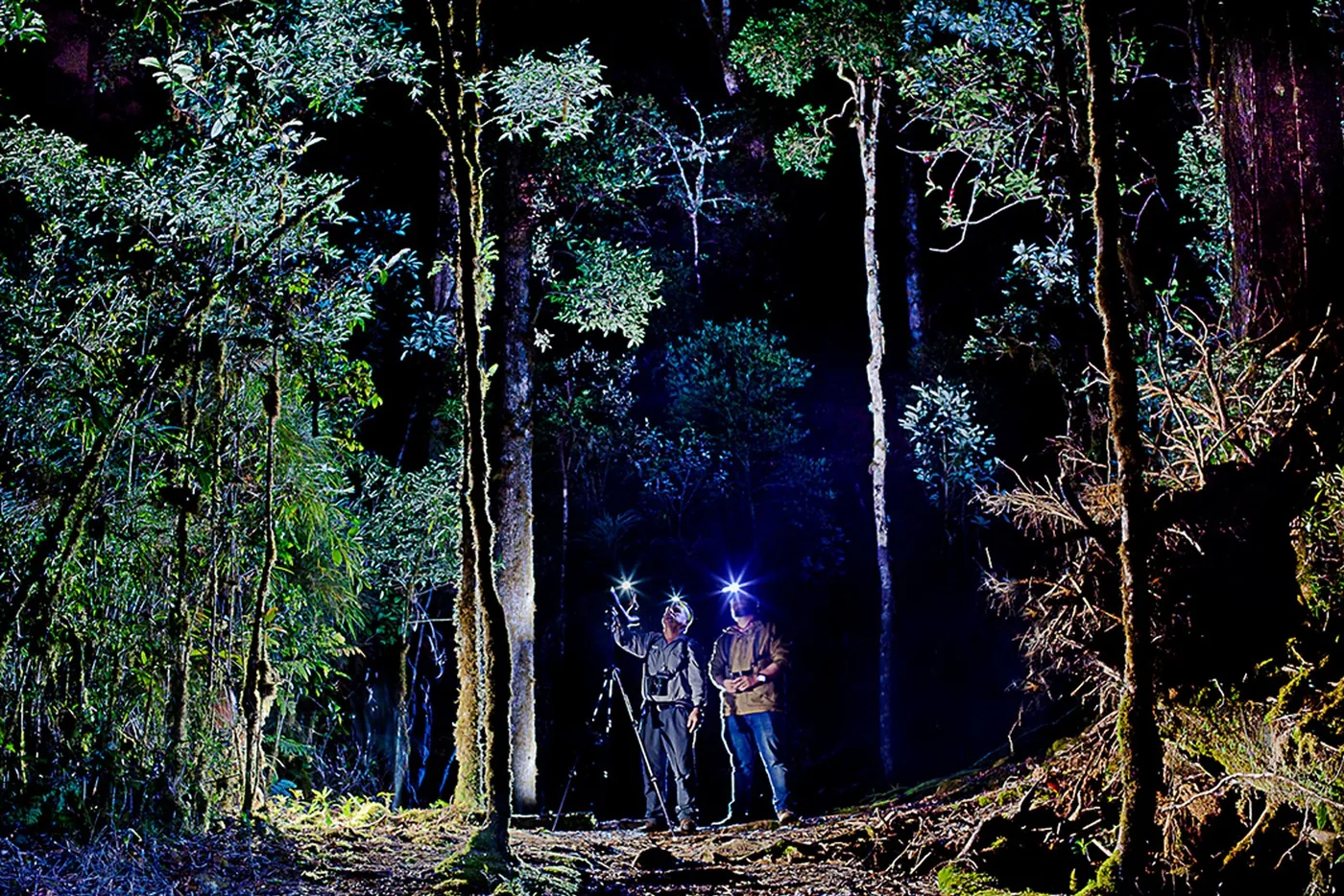 A night walk through the cloud forest