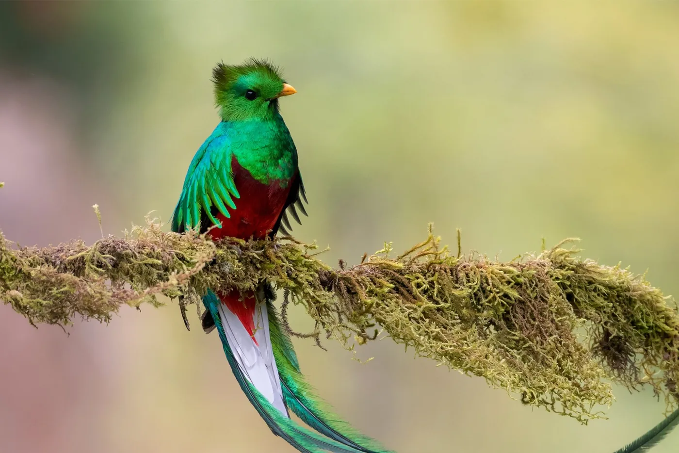 Quetzal resplandeciente en el bosque nuboso
