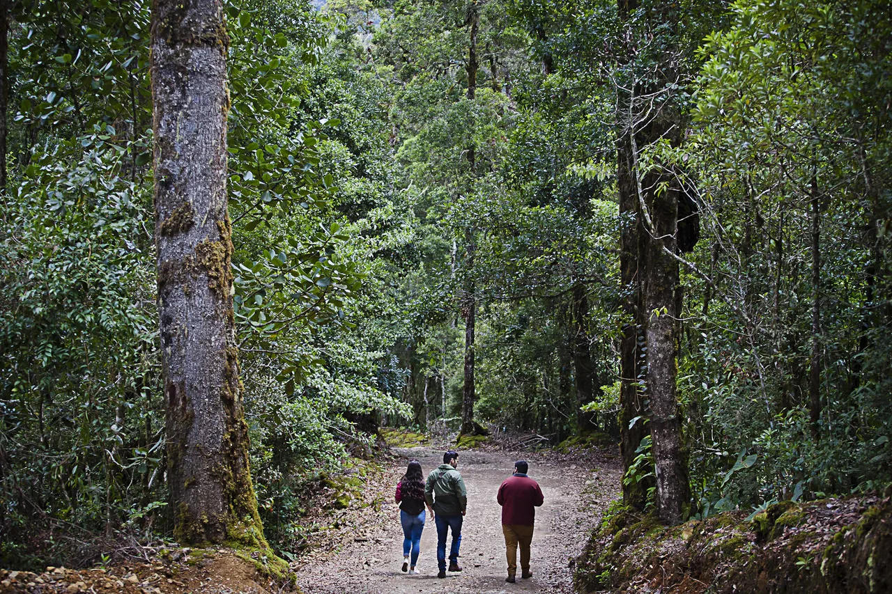 Three people walking away along a wide gravel track between tall trunks, dense forest on both sides